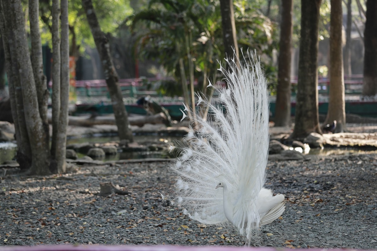 With a mix of open-air habitats and shaded enclosures, this zoo is part of the massive Dai Nam Wonderland complex